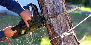 Professional Tree Removal and Landscaping Services in Nanticoke, PA